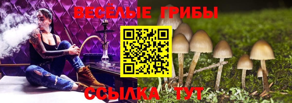 Туймазы  Псилоцибиновые грибы Psilocybe  Вход с VPN 
